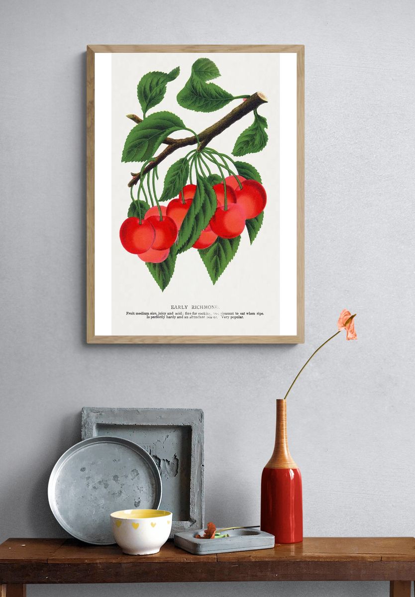 Early Richmond Cherry Botanical Print. — room view 3