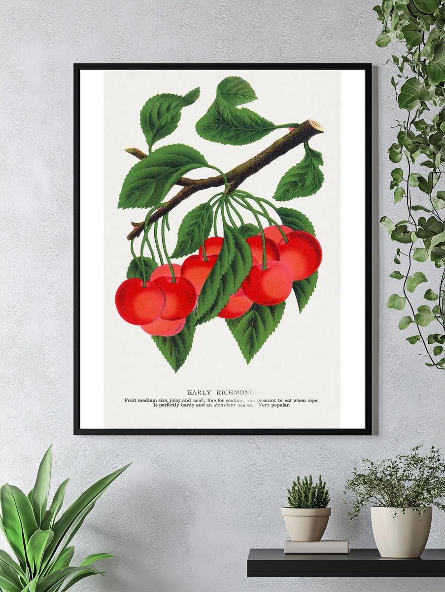 Early Richmond Cherry Botanical Print. — room view 4