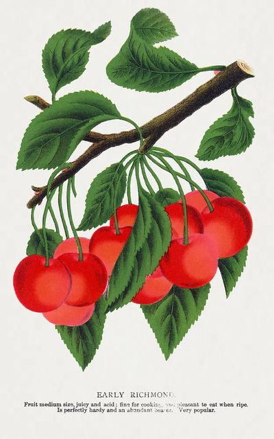 Early Richmond Cherry Botanical Print. poster print