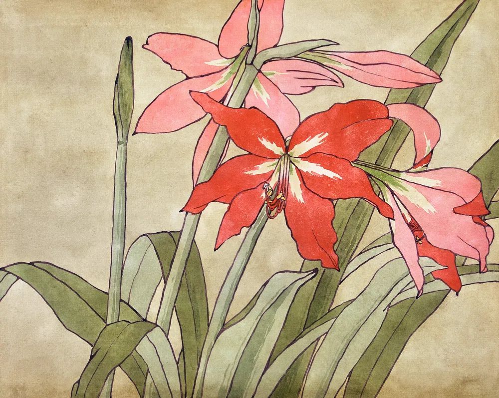 Amaryllis (1915) Hannah Borger Overbeck. poster detail