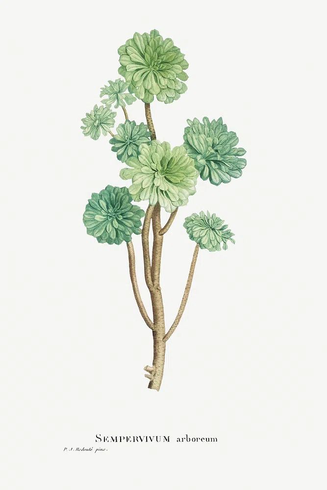 Sempervivum Arboreum (Tree Houseleek) Histoire. poster detail
