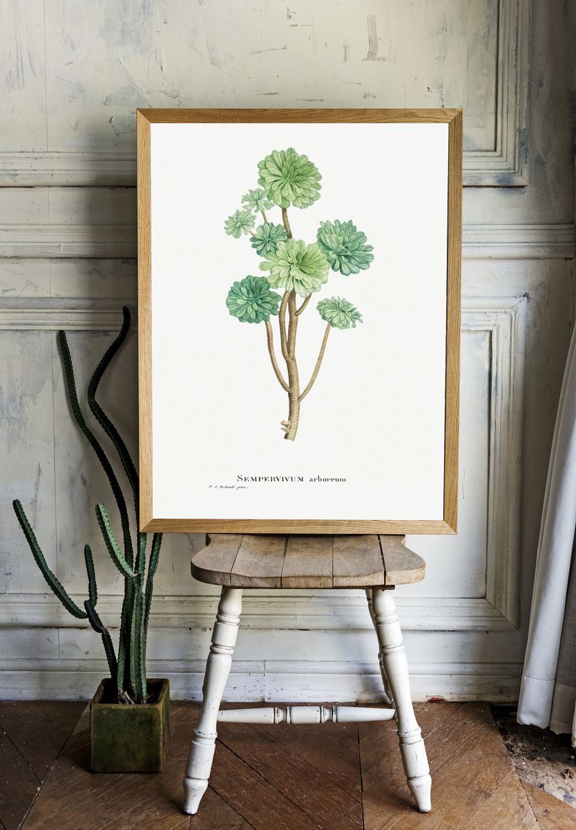 Sempervivum Arboreum (Tree Houseleek) Histoire. room preview