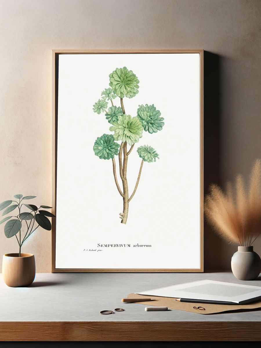 Sempervivum Arboreum (Tree Houseleek) Histoire. — room view 2
