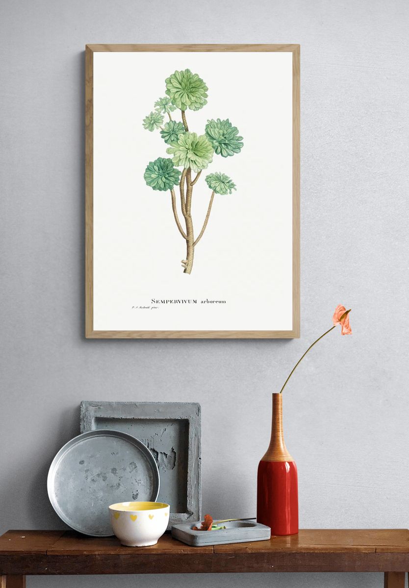 Sempervivum Arboreum (Tree Houseleek) Histoire. — room view 3