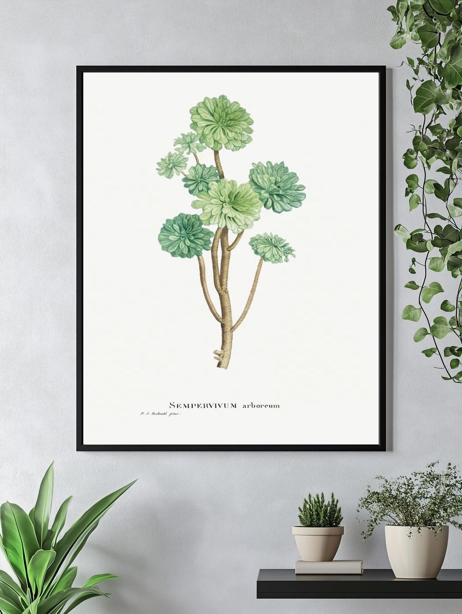 Sempervivum Arboreum (Tree Houseleek) Histoire. — room view 4