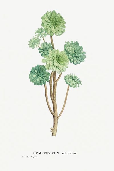 Sempervivum Arboreum (Tree Houseleek) Histoire.