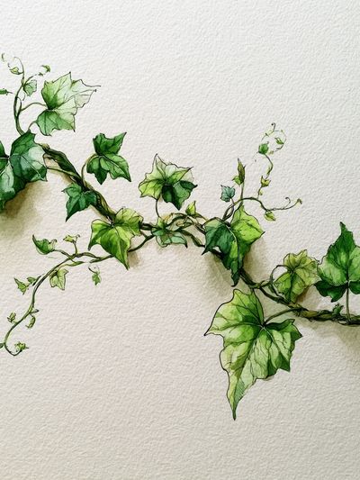 Ivy Vine Watercolor Print.