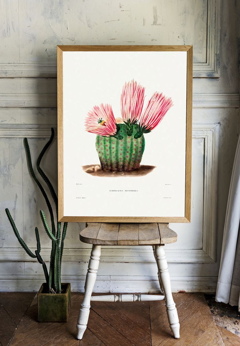 Rainbow Cactus (Echinocactus Pectiniferus) Iconographie. room preview