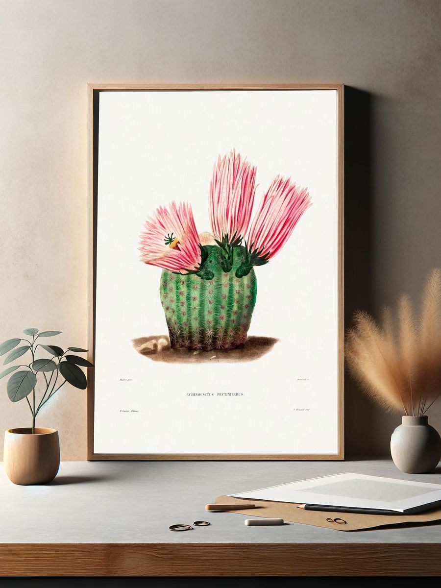 Rainbow Cactus (Echinocactus Pectiniferus) Iconographie. — room view 2