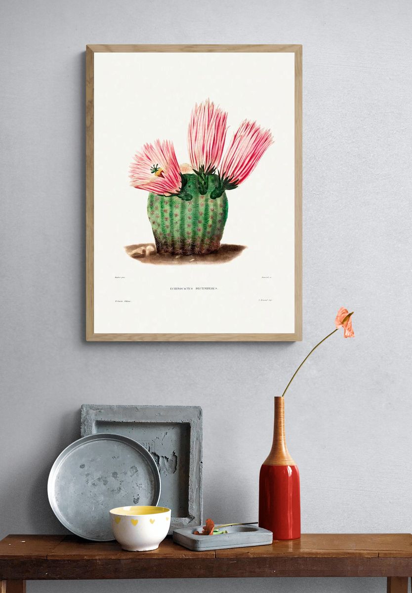 Rainbow Cactus (Echinocactus Pectiniferus) Iconographie. — room view 3