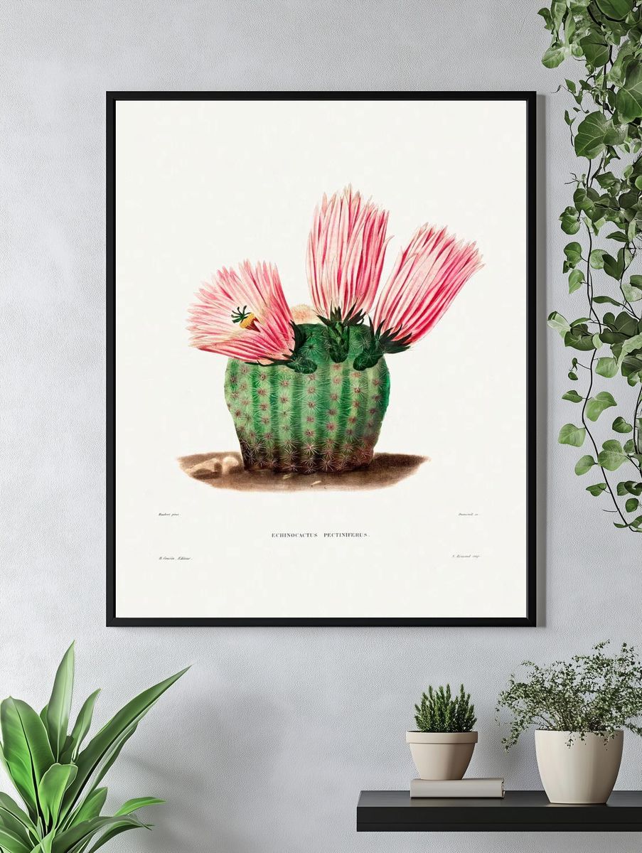Rainbow Cactus (Echinocactus Pectiniferus) Iconographie. — room view 4