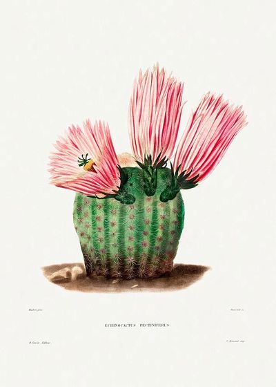 Rainbow Cactus (Echinocactus Pectiniferus) Iconographie.
