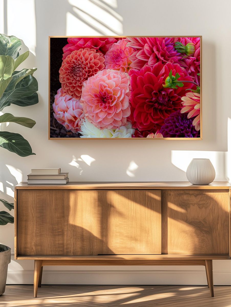 Dahlias soak sun Summer Dreams. — room view 3