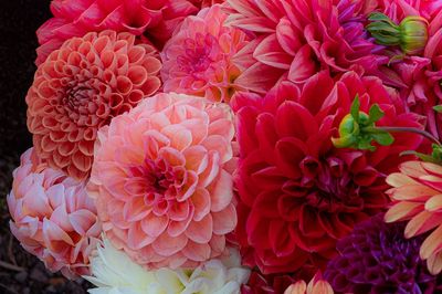 Dahlias soak sun Summer Dreams.