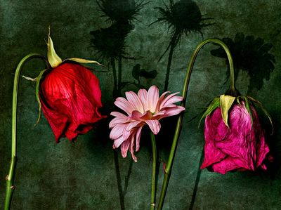 Wilted Flowers Botanical Print.