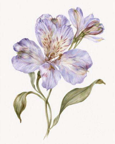 Lilac Alstroemeria Botanical Print.