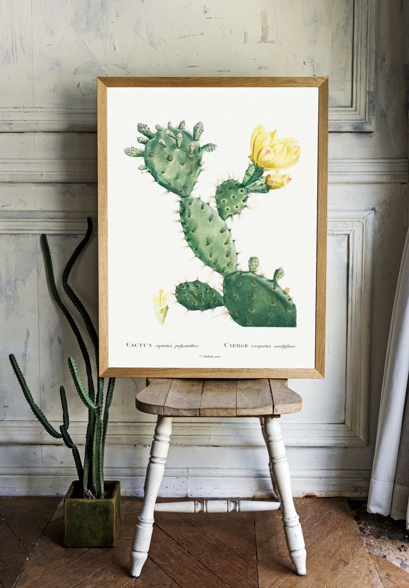 Aloe Opuntia Polyanthos Image Histoire. — room view 1