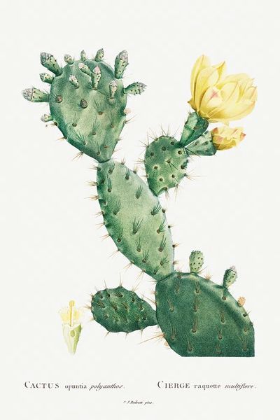 Aloe Opuntia Polyanthos Image Histoire.
