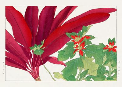 Poinsettia Botanical Illustration Poster. poster print