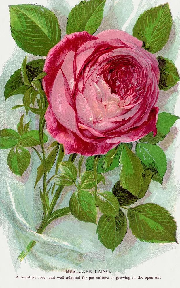 Pink Rose Botanical Vintage Poster. poster detail