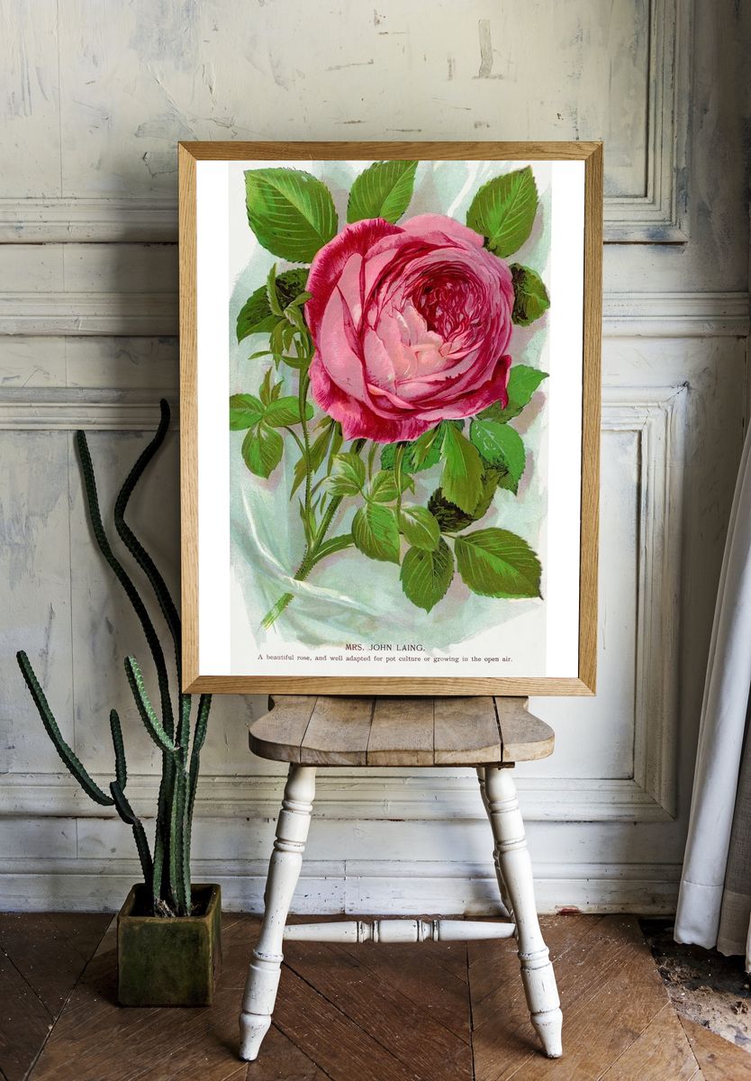 Pink Rose Botanical Vintage Poster. — room view 1