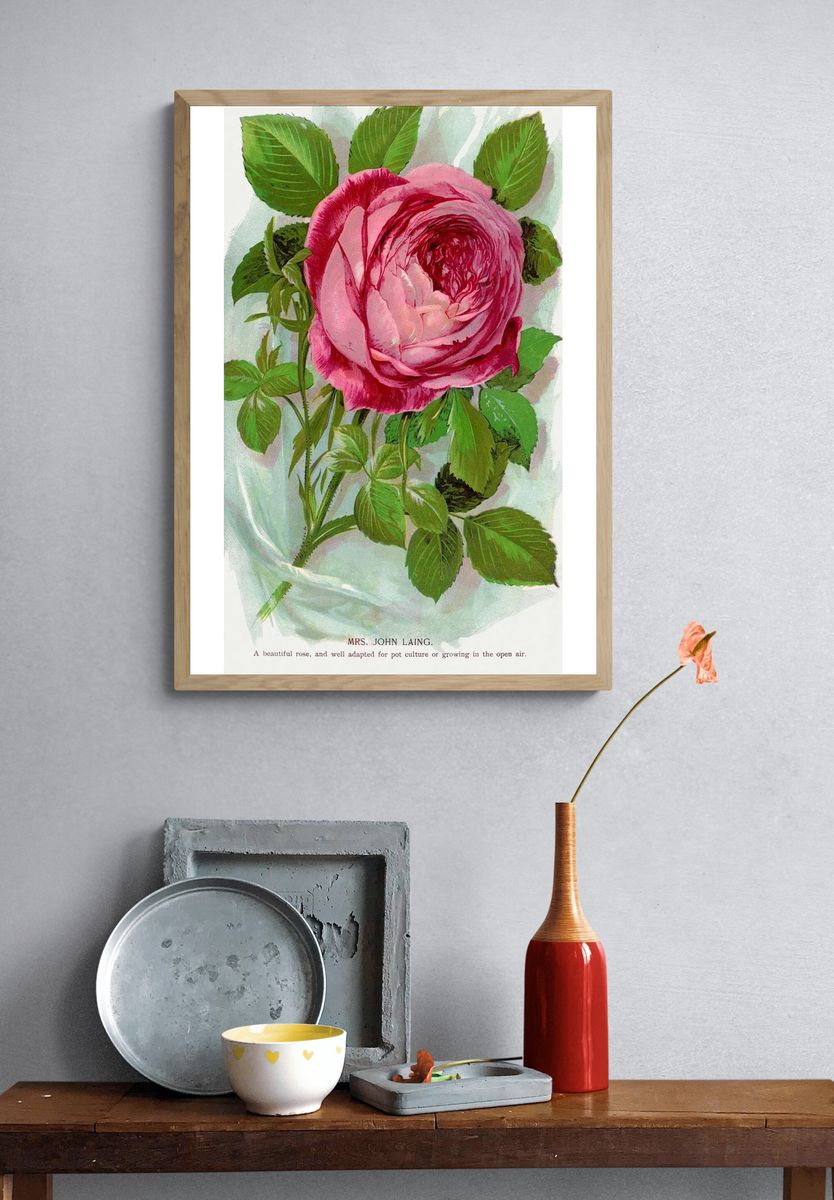 Pink Rose Botanical Vintage Poster. — room view 3