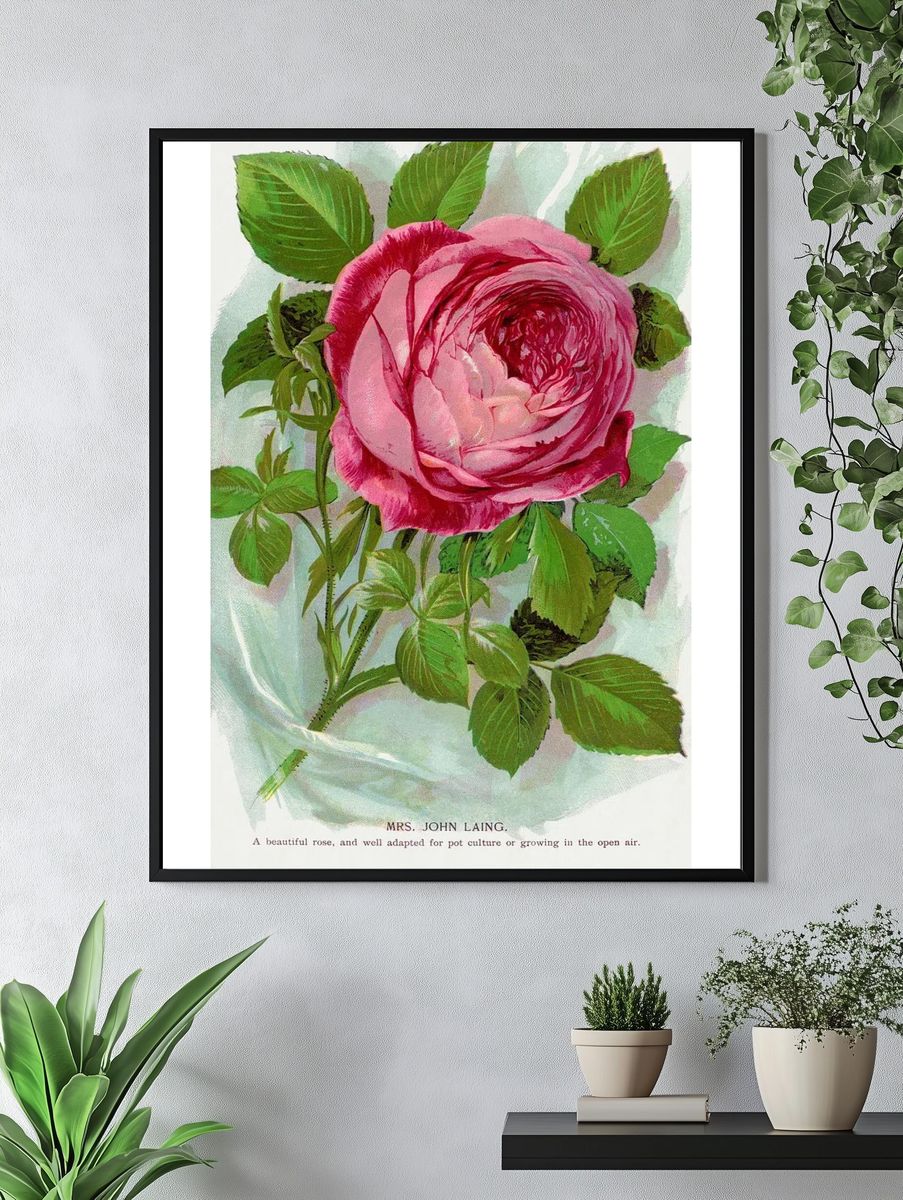 Pink Rose Botanical Vintage Poster. — room view 4
