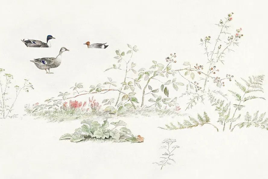 Studieblad met planten en watervogels. poster detail
