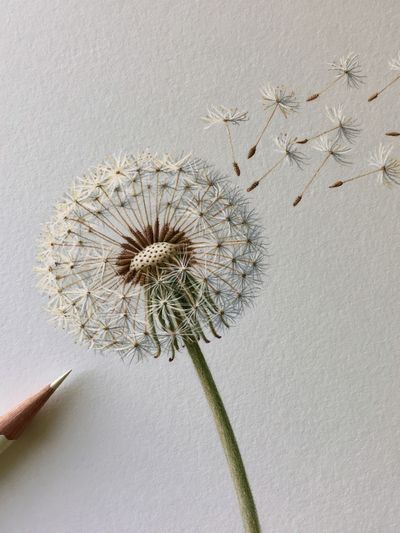 Dandelion Seed Drift Botanical Print. poster