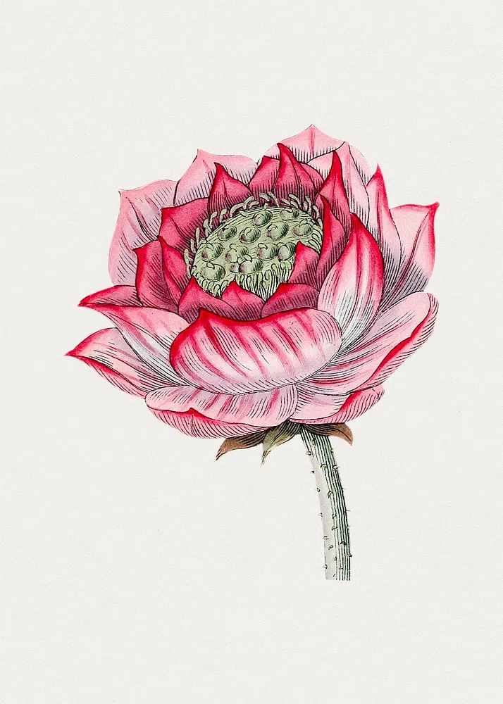 Hand drawn lotus. Original Biodiversity. poster — botanical art