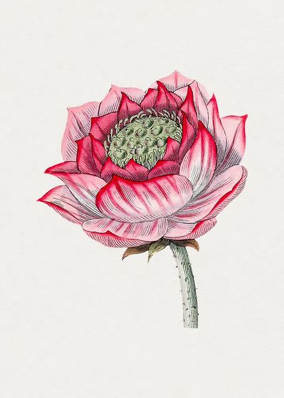 Hand drawn lotus. Original Biodiversity.