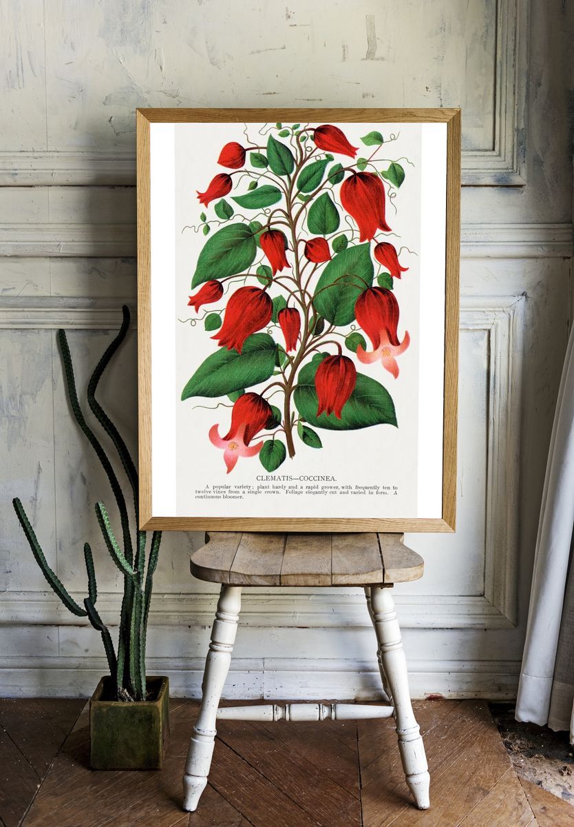 Red flower, Clematis Coccinea lithograph. room preview