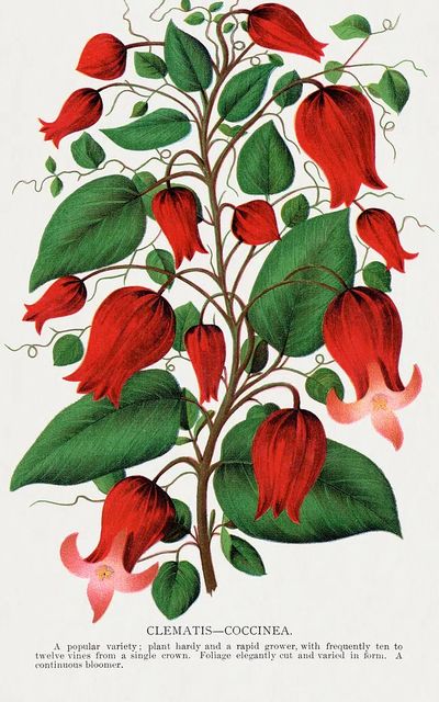 Red flower, Clematis Coccinea lithograph.