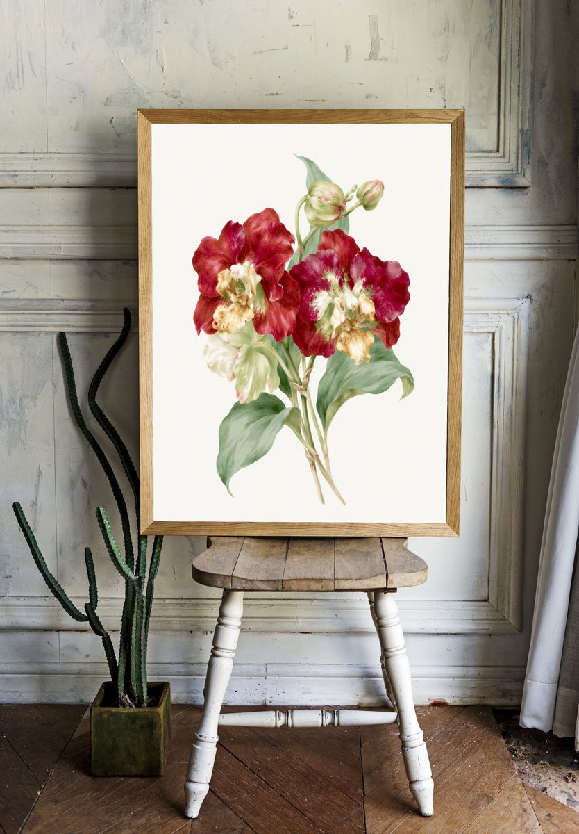 Red Tulip Botanical Print. — room view 1