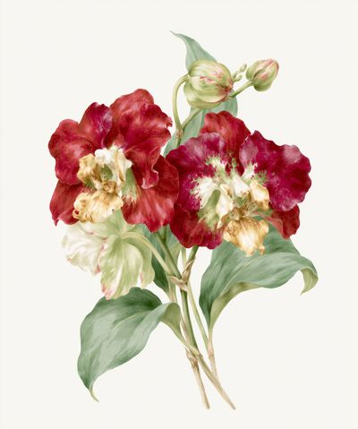Red Tulip Botanical Print.