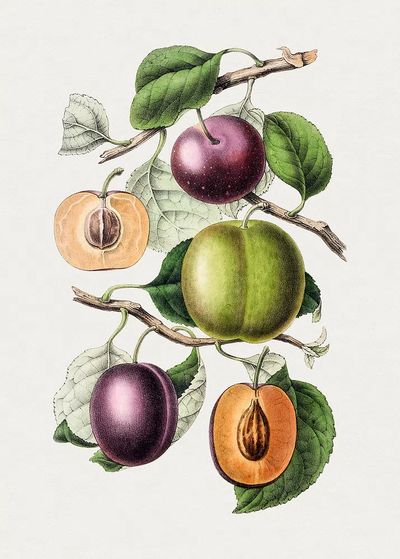 Plum Branch Botanical Print. poster print
