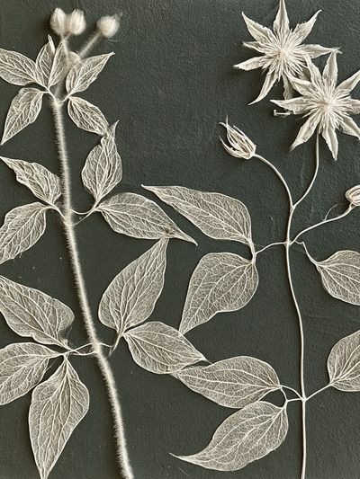 Pressed Botanical Leaves Print.