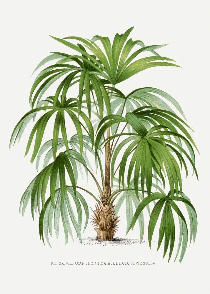Vintage palm tree illustration. Digitally. poster — botanical art