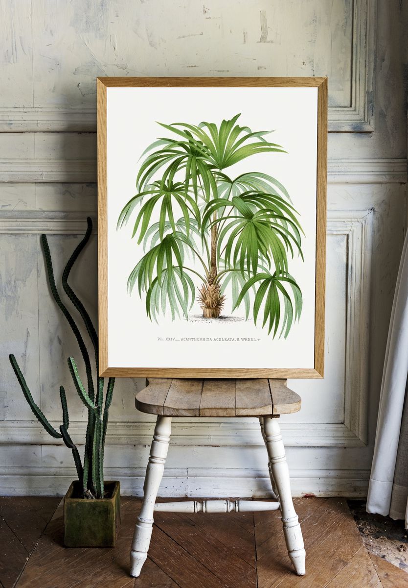 Vintage palm tree illustration. Digitally. — room view 1