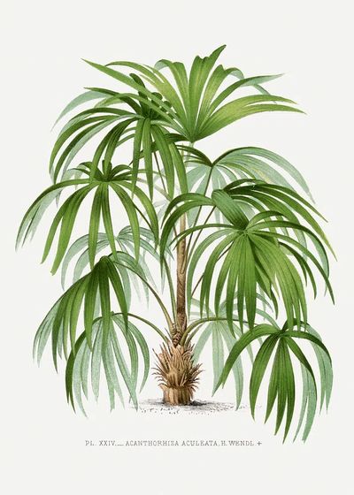 Vintage palm tree illustration. Digitally. poster