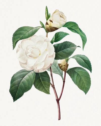 White Camellia Choix des plus.