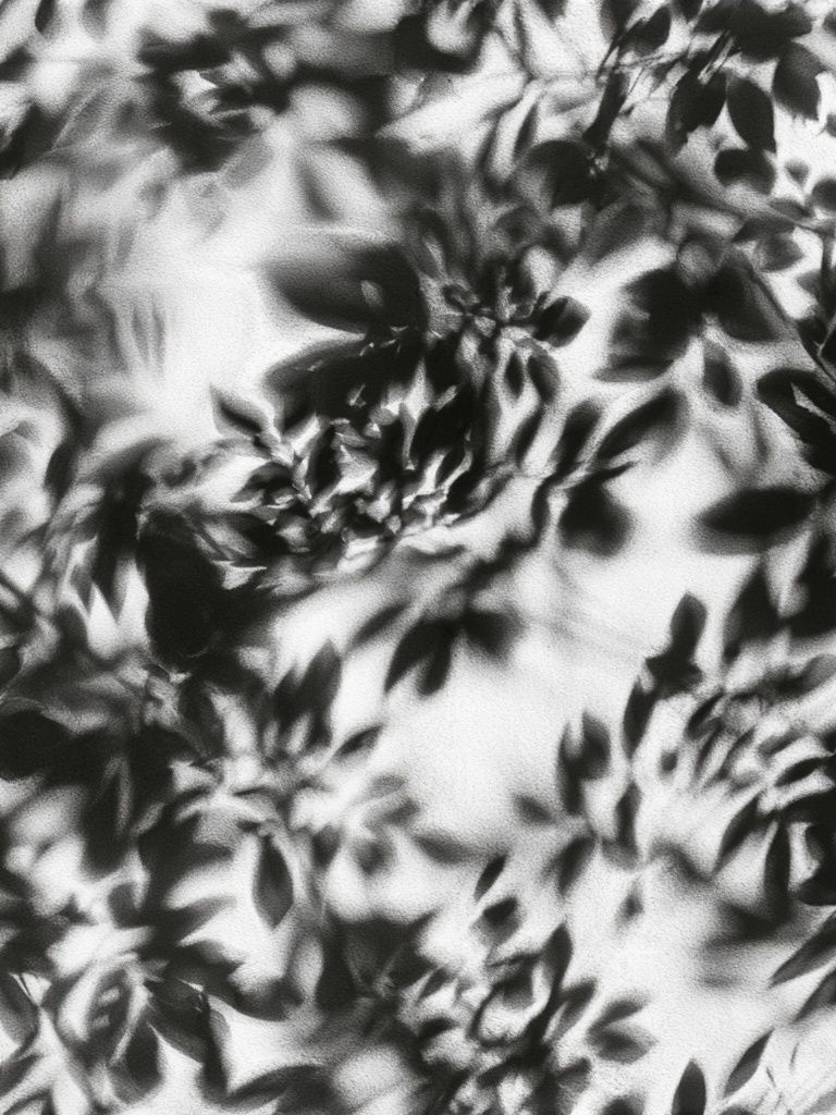 Shadow Leaves Black-White Print. poster — botanical art