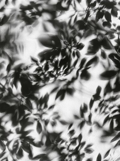 Shadow Leaves Black-White Print.