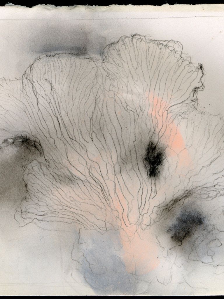 Soft Coral Bloom Abstract Print. poster detail