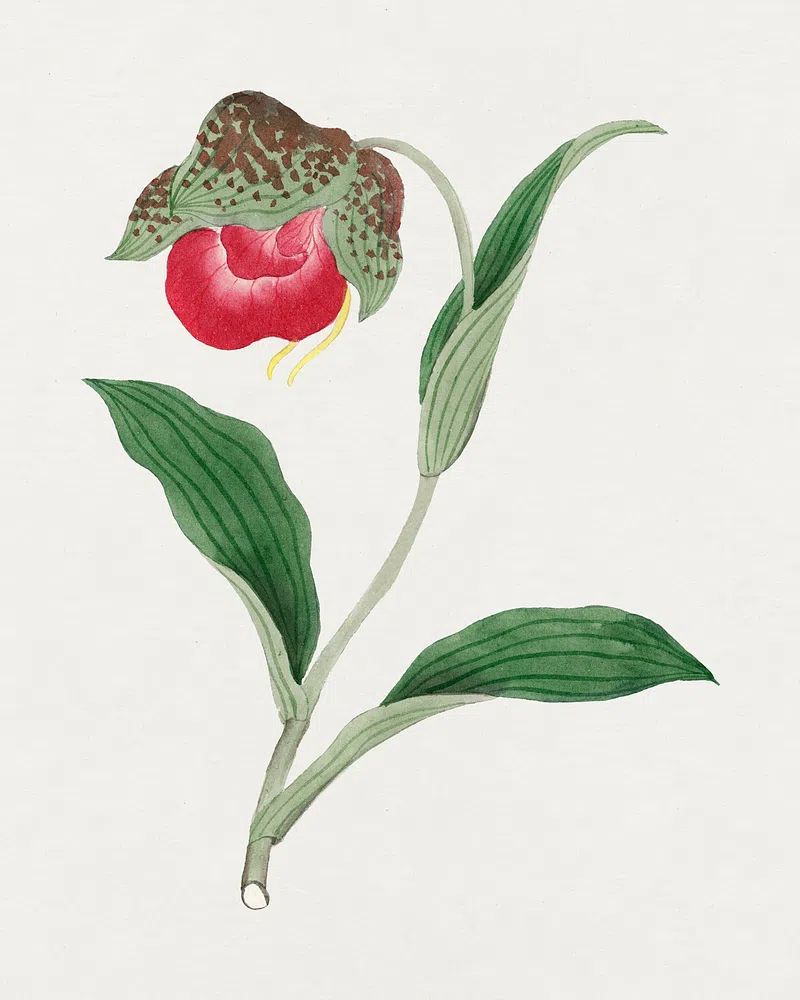 Red Orchid Botanical Print. poster detail