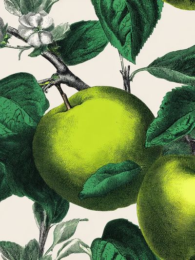 Green Apples Botanical Print. poster print
