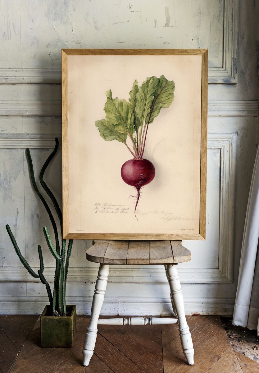 Beetroot Botanical Vintage Poster. room preview
