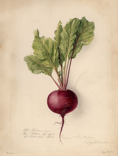Beetroot Botanical Vintage Poster. poster