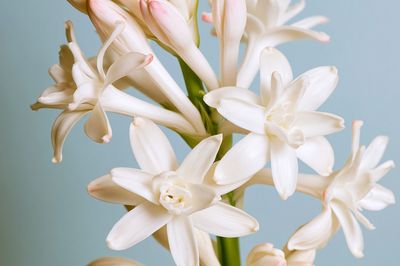 White Tuberose Bloom Print. poster print