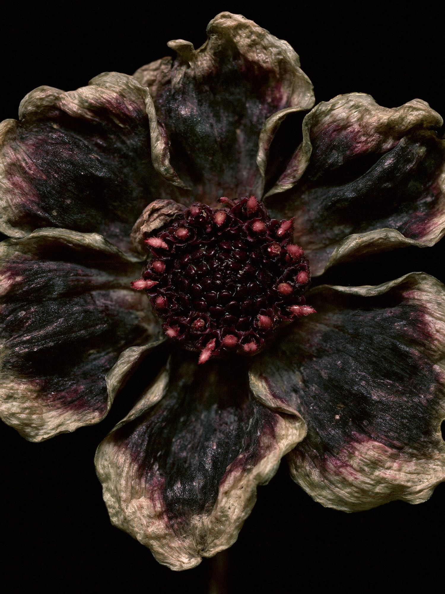 Dark Bloom Botanical Print. poster detail